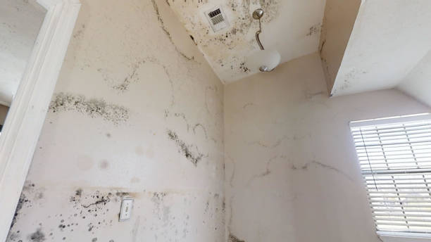  Tecumseh, NE Mold Removal Pros