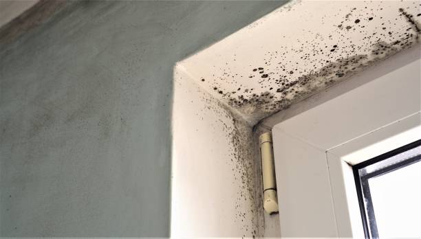Tecumseh, NE Mold Removal Company