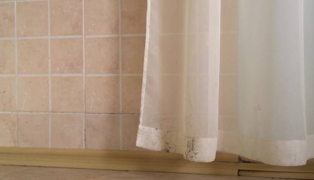 Best Basement Mold Removal  in Tecumseh, NE