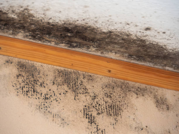 Best Mold Odor Removal Services  in Tecumseh, NE